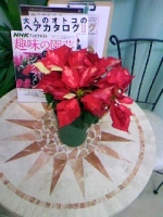 ポインセチア.jpg