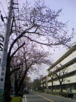 sakura (2).JPG