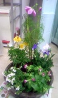 寄せ植え.jpg
