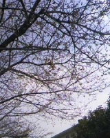 桜つぼみ３.JPG