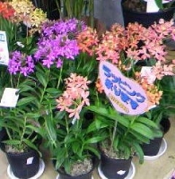 花やさん (1).JPG