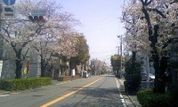 桜産業道路.jpg