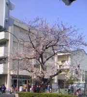 桜小学校.jpg