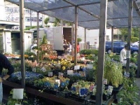 今日の花やさん (1).JPG