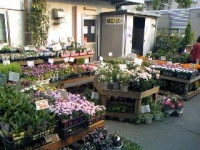 今日の花やさん (2).JPG